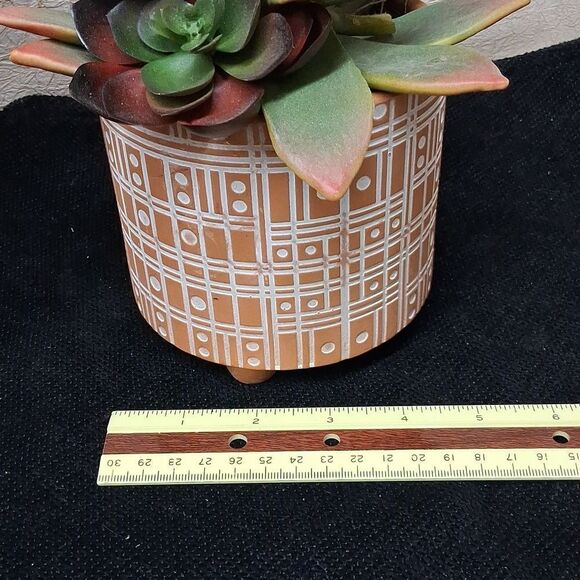 Decorative Succulent Planters with Colorful Leaves - Picture 5 of 9